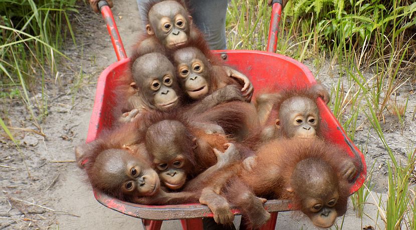Volunteer Review - What Did Lauren Have To Say About Her Time At The IAR Orangutan Sanctuary? 