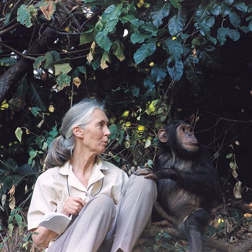 Jane Goodall's 83rd Birthday | The Great Projects