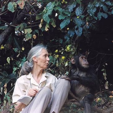 Celebrate The 83rd Birthday of Legendary Primatologist, Jane Goodall
