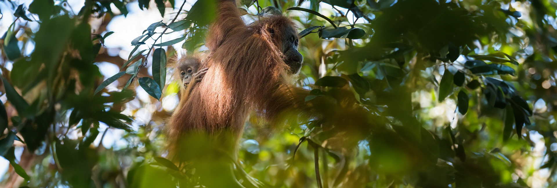 2017's Most Heartwrenching Animal Stories