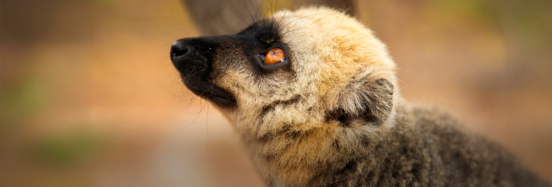 The Best Places to See Lemurs in Madagascar (And the One That Truly Stands Apart)
