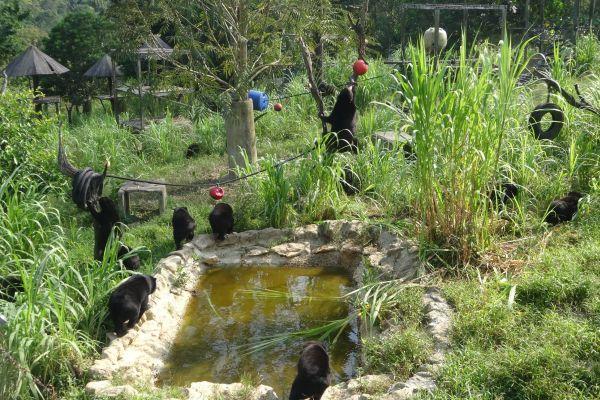 Sun Bear Enclosure at Samboja Lestari