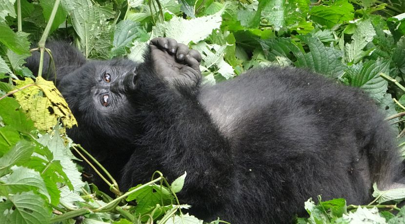 Kisoro School donation and another successful gorilla trip