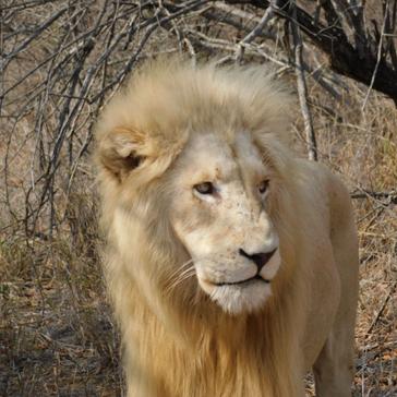 Freedom At Last - The Akeru White Lion Pride Are Reunited!