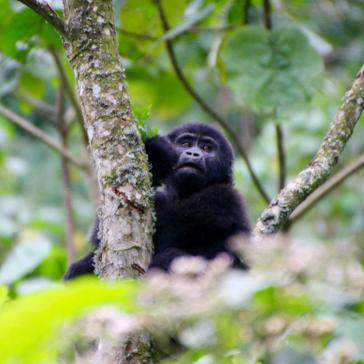 Volunteer Experience From The Great Gorilla Project - Read About Angela's Treks Through The Ugandan Mountains