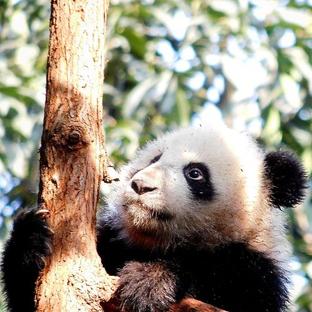 Panda-Monium: How Much Do You Really Know About These Yin and Yang Bears?