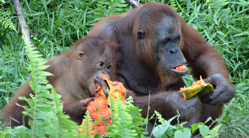 Harriet's Return from Samboja Lestari 