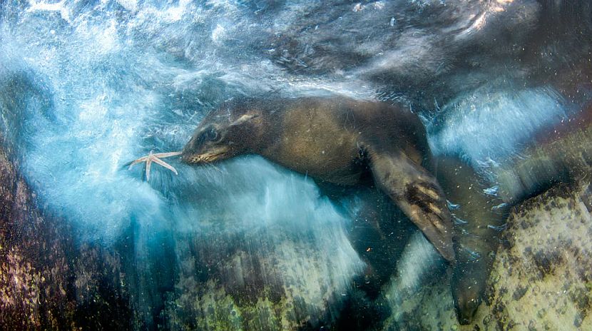 Wildlife Photographer Of The Year - The Winner's List