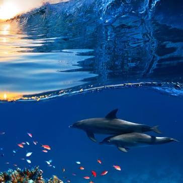 National Dolphin Day - Humans Responsible For 95% Of Dolphin Deaths!
