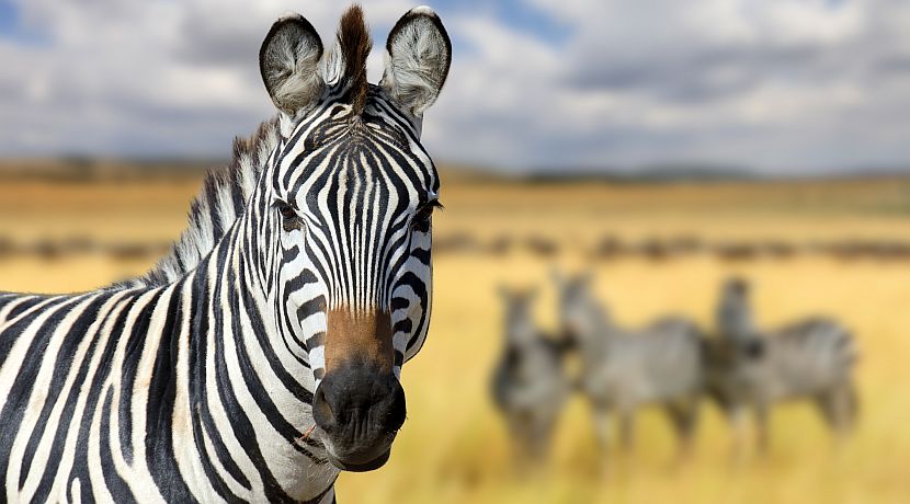 World Animal Day 2016 - How Can You Help?