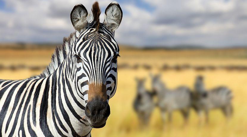 World Animal Day 2016 - How Can You Help?