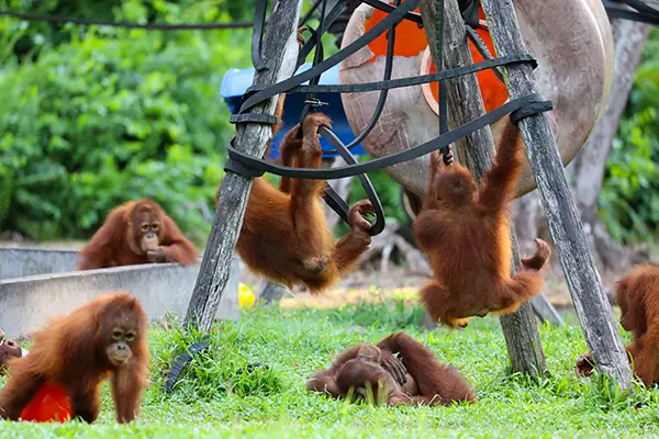 Baby Playground - Nyaru Menteng