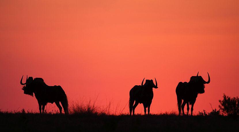 Updates from Shamwari