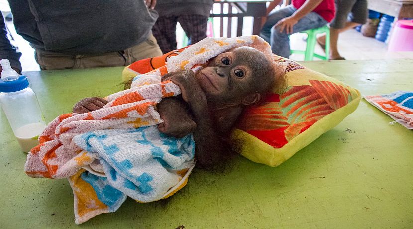 Didik The Orphaned Orangutan - Update From IAR!