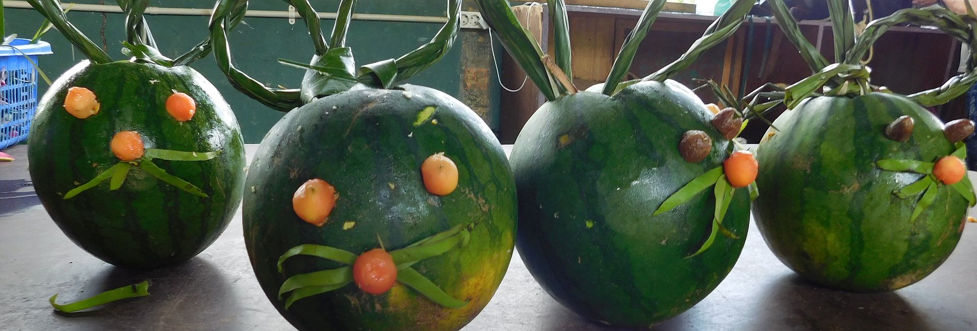 Watermelon Easter Bunnies And A Treasure Hunt - Easter Enrichment For The Orangutans at Samboja Lestari! 