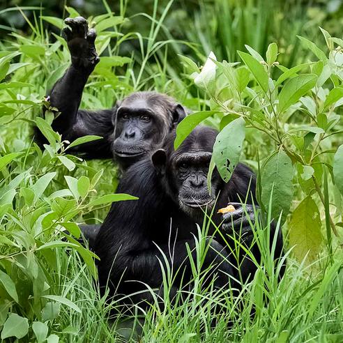 Chimp Eden - The Jane Goodall Institute