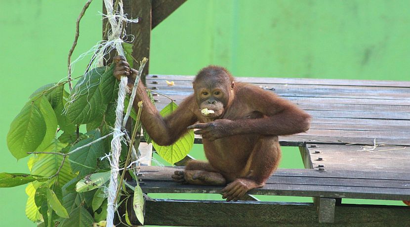 Peni's Orangutan Rehabilitation  
