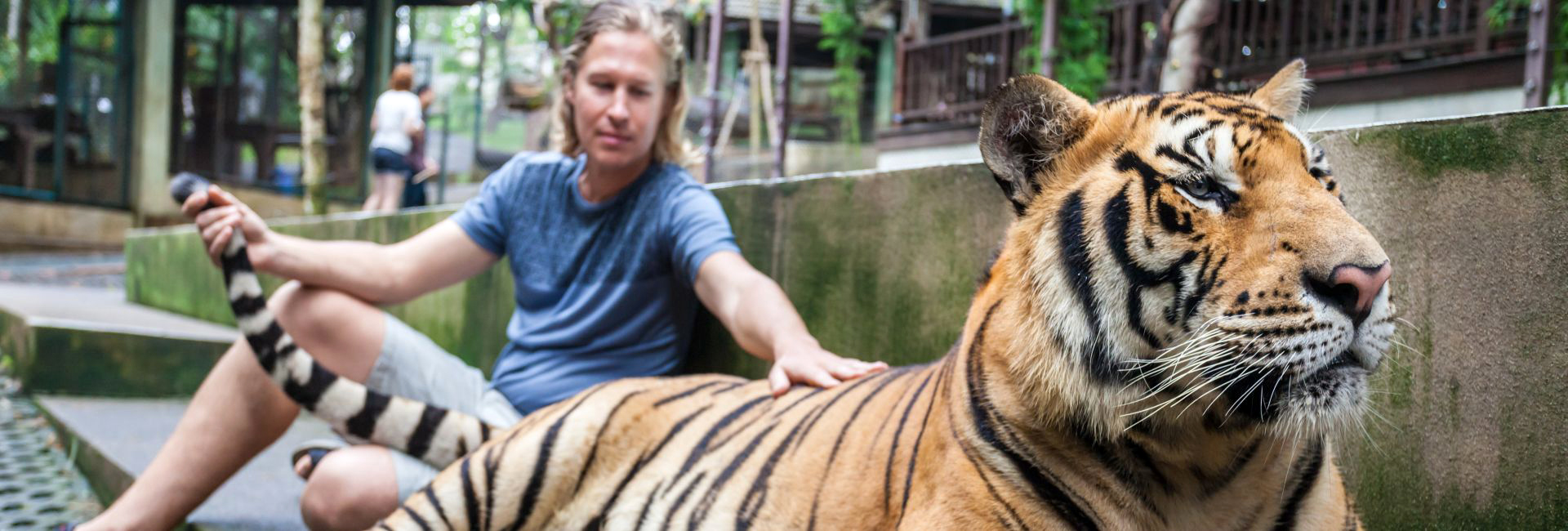 Infamous 'Tiger Temple' Set To Re-Open - Boycott This Cruel, Counterfeit 'Sanctuary'