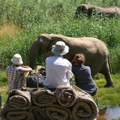 Desert Elephants in Namibia – Family Programme 