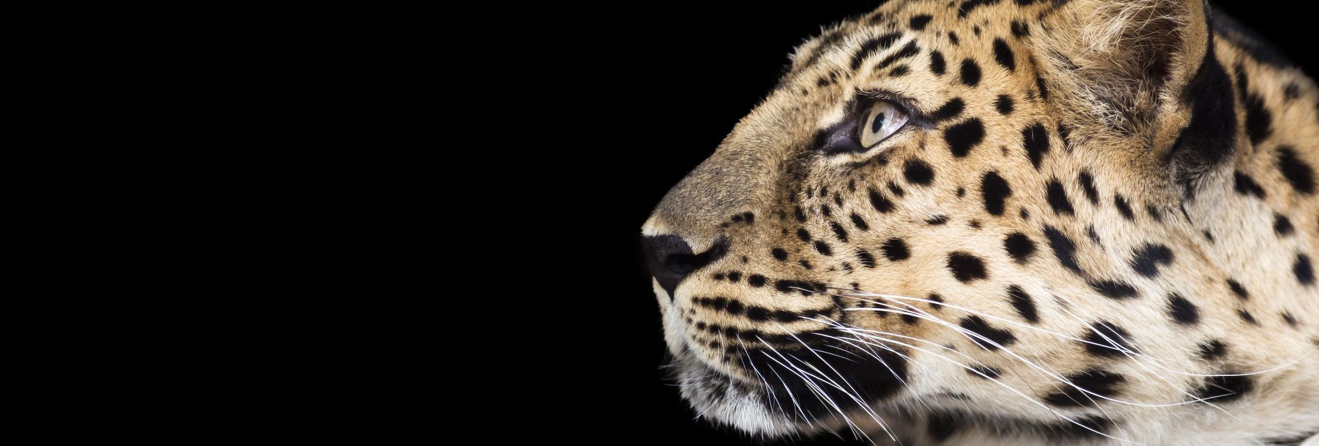 ​A Timeline Of  16 Endangered Animals – From Creatures Lost, To Those That Still Need Saving