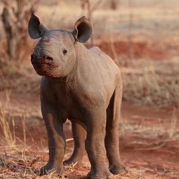 Volunteer Review - See What Simone Had To Say About Her Time On The Victoria Falls Conservation Experience!