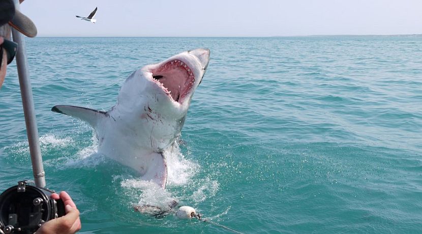 A Day In The Life Of A Great White Shark Volunteer