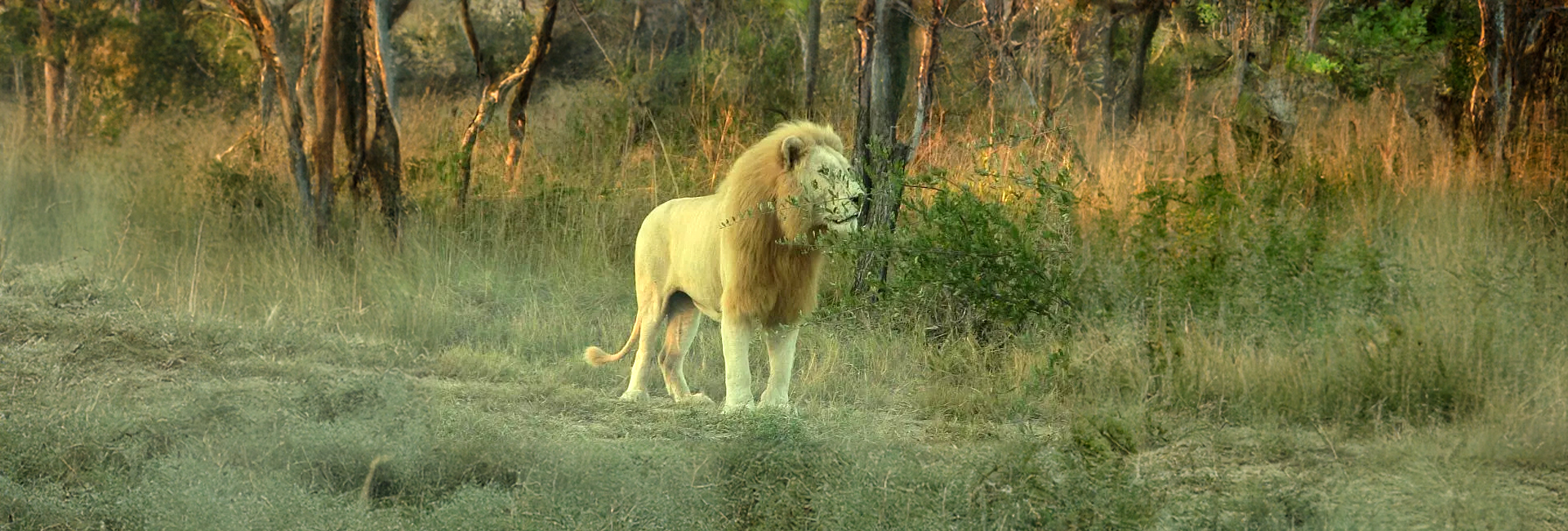 An Update From The White Lion Conservation Project - The Akeru Pride Are Settling In Together! 