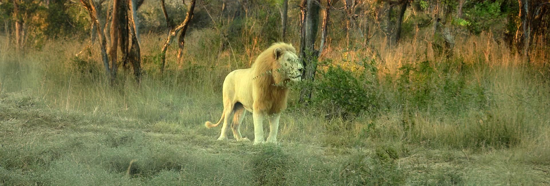 An Update From The White Lion Conservation Project - The Akeru Pride Are Settling In Together!