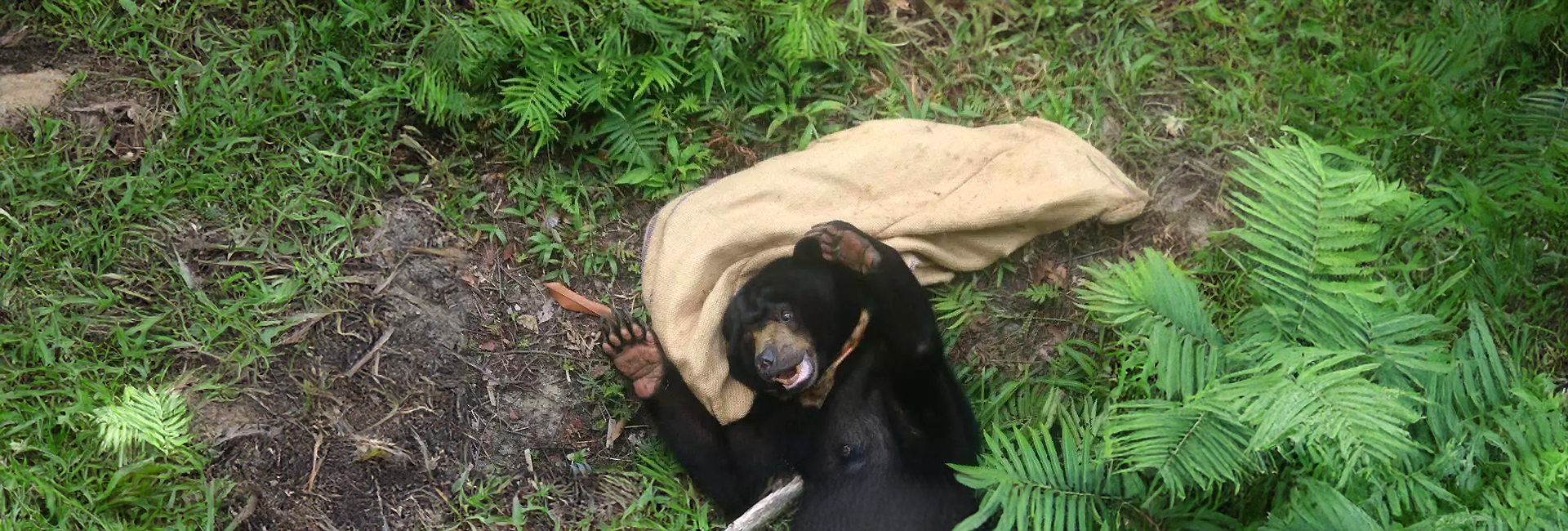 An Update From The Great Orangutan Project - What Will Volunteers Be Up To In The Next Few Months?