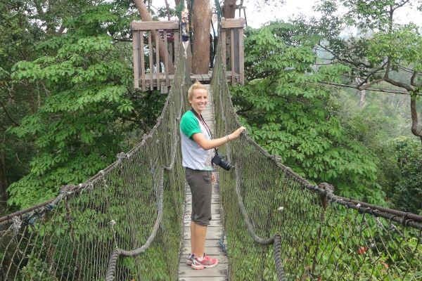 Canopy Walk in East Kalimantan