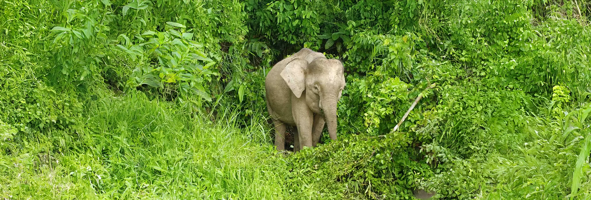 Which Animals Could I See On The Orangutan And Pygmy Elephant Project?