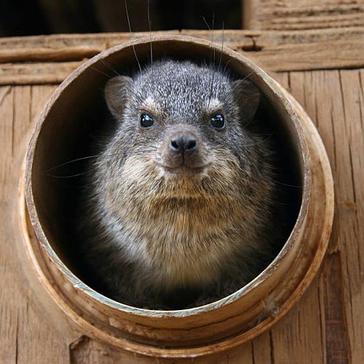 Meet Some Of The Adorable Animals At The Namibia Wildlife Sanctuary! 