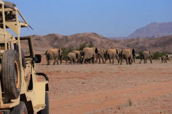 Elephant Tracking in Namibia