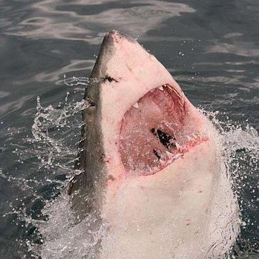 Great White Shark Conservation Project