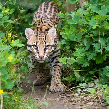 National Wildlife Week 2016