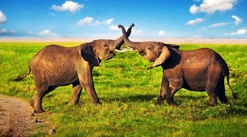 National Wildlife Day!