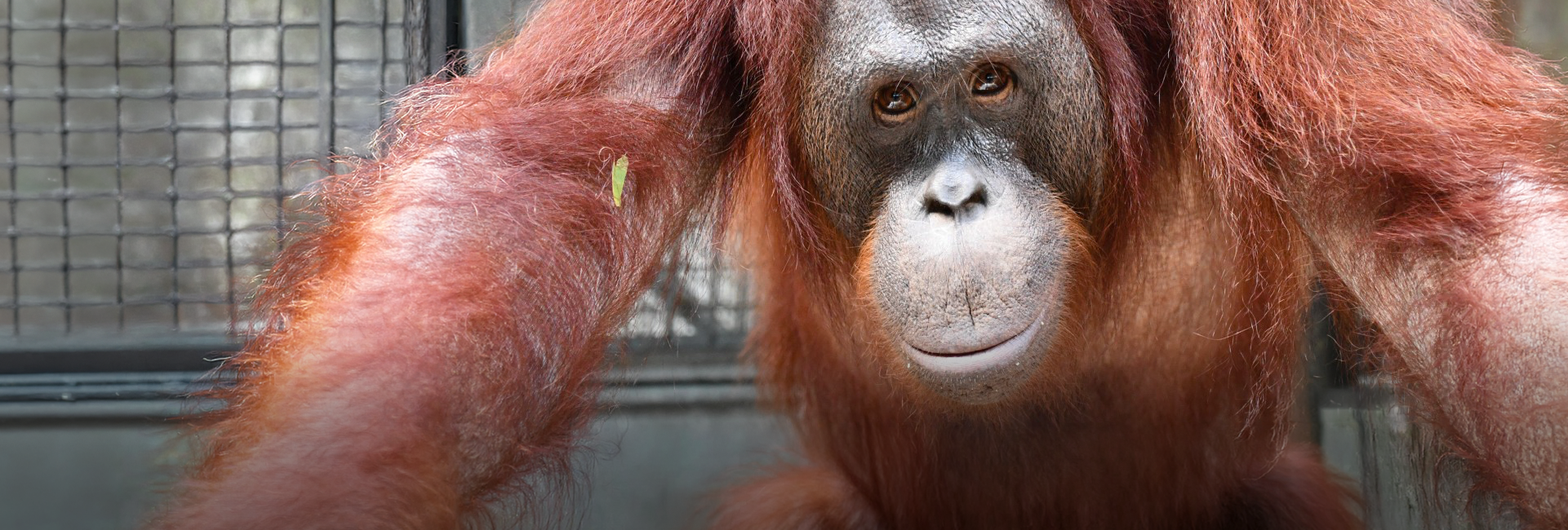 Five Orangutans Set for Life in the Wild Ahead of Release in Borneo