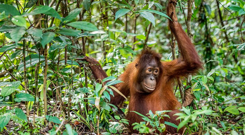 Nikita's 'Need To Know' Tips For Orangutan Volunteers!