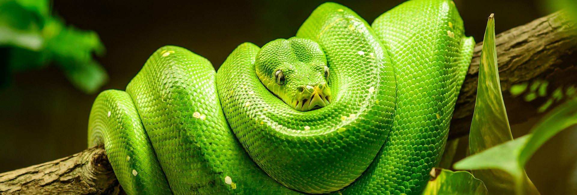 World Snake Day 2017 -  Some sssssssuper specifics about the slithering serpents