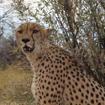 Namibia Wildlife Sanctuary Volunteer Reviews