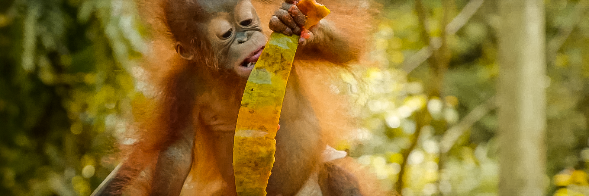 Check Out This Incredible Video Filmed At Our Samboja Lestari Orangutan Volunteer Project!