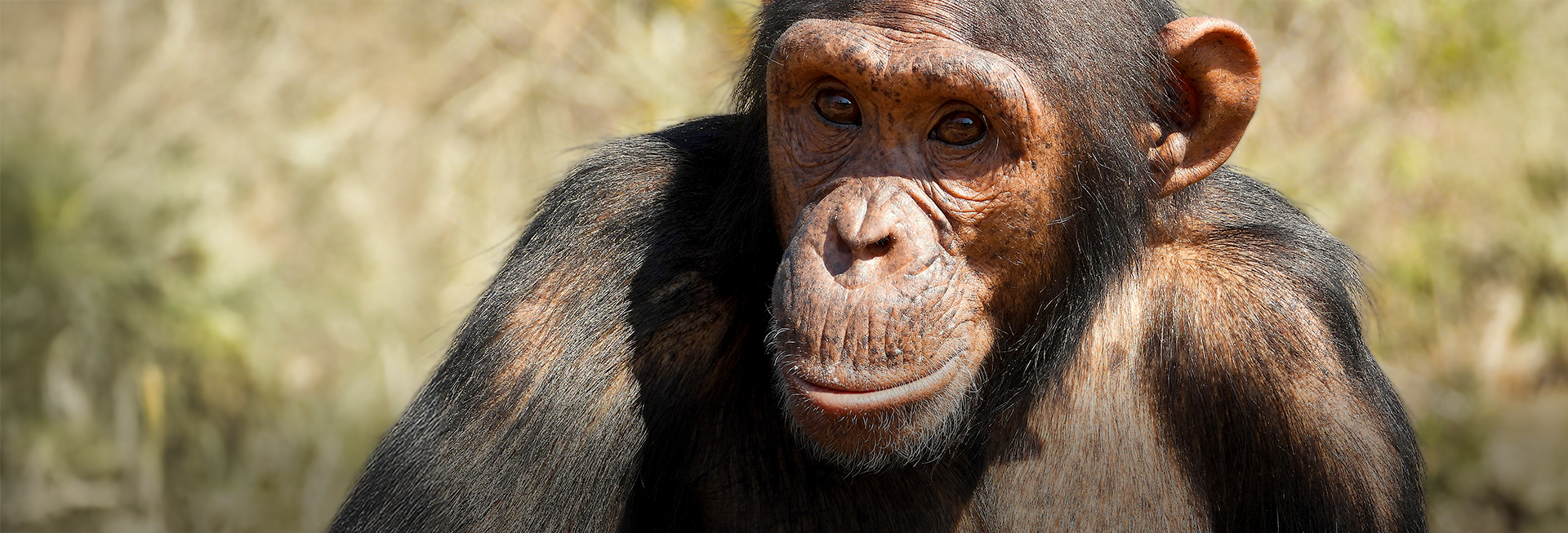 Celebrating Chimp Eden's First-Year Volunteer Achievements!