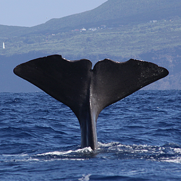  Volunteer with Whales - New Project Launch