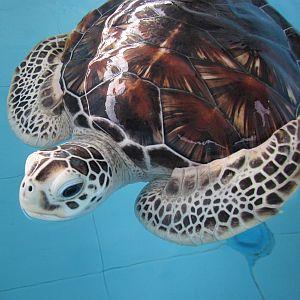 Maldives Turtle Conservation Project 