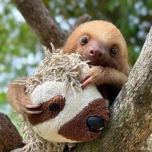 6 Fun Sloth Facts for International Sloth Day 2024 