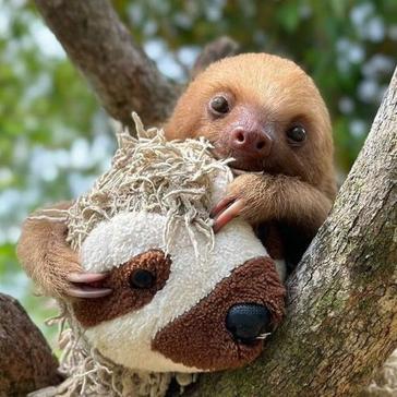 6 Fun Sloth Facts for International Sloth Day 2024 