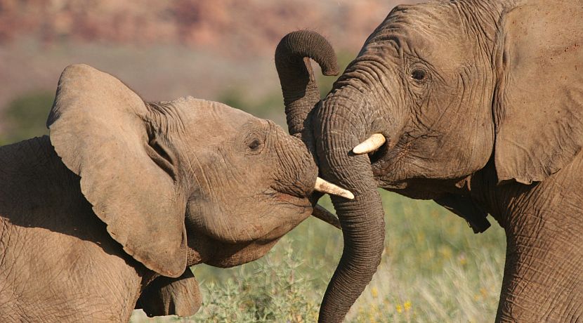 Top 5 Unmissable Attractions of Namibia