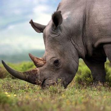 World Animal Day 2018