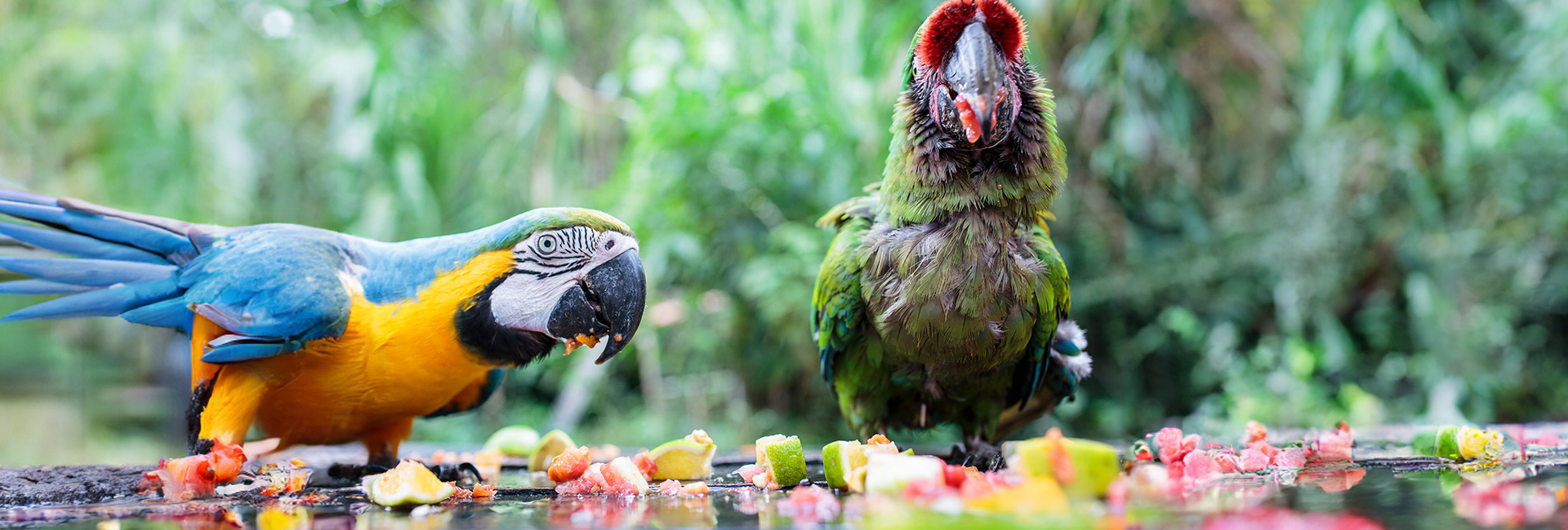 Species Discoveries, Exciting Sightings And A Fortnight Of Fun - Read The Latest Update From The Bolivia Wildlife Sanctuary!