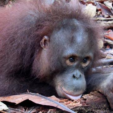 Long And Arief The Orangutans Have Been Spotted In The Wild - Mother And Adopted Son Are Doing Well!